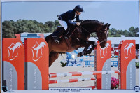 Vente de cheval : KIKI D'ANJACA